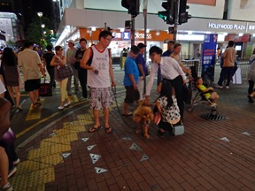 chinese dog1 mong Kok - June 2014